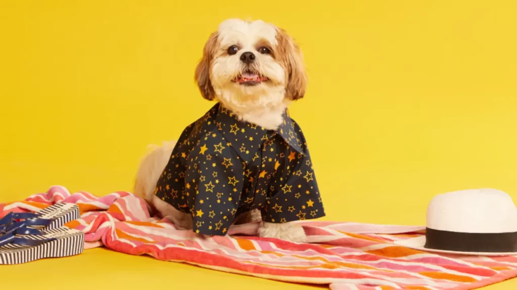5 Top Pet Clothing Market Trends for the Furries to Stay looking good