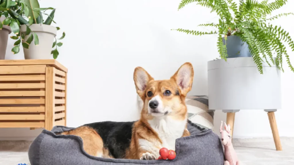 7 Summer Essentials to Keep Pets Happy and Thriving