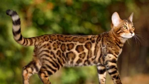 Bengal Cat Their Story & All You Need to Know