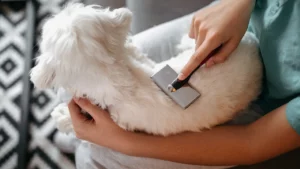 Coat Care & Pet Grooming What Should You Know