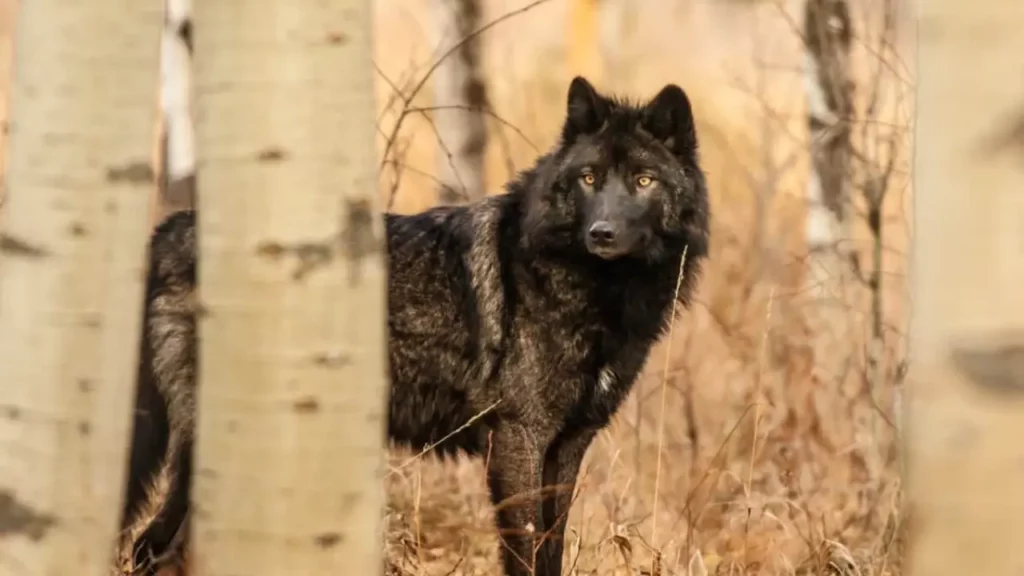 Black Wolf Dog A Hybrid of Beauty and Controversy
