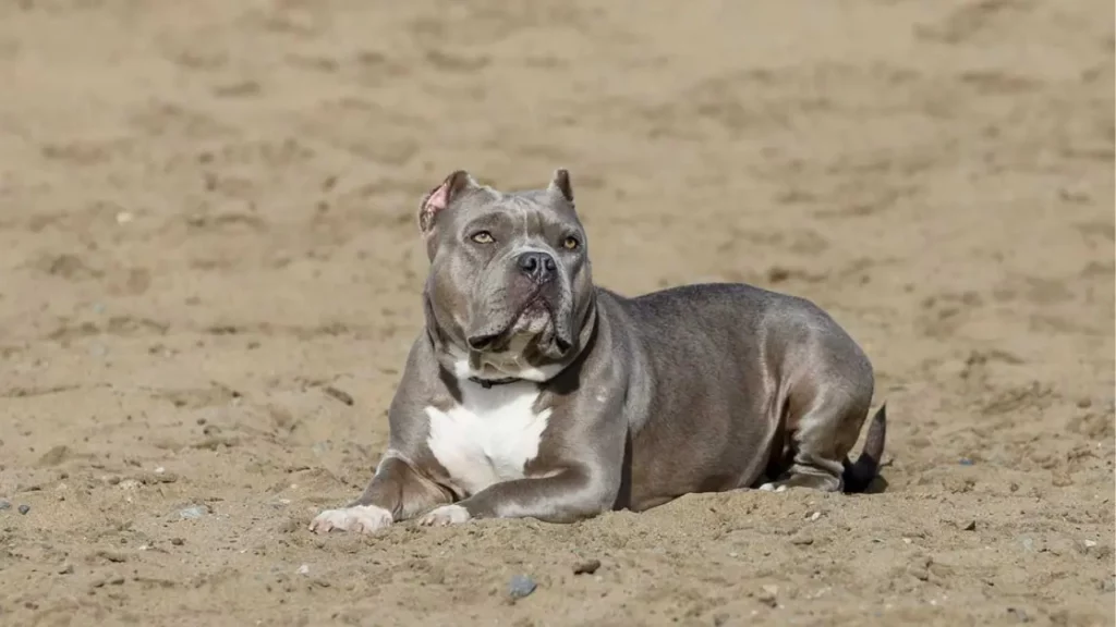 Blue Nose Pitbull Puppy A Guide for You