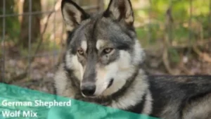 German Shepherd Wolf Mix A Guide for Potential Owners