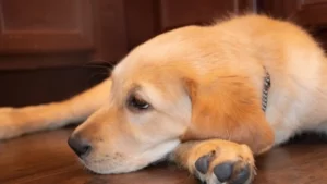 Golden Retriever Lab Mix The Perfect Blend of Playfulness and Loyalty