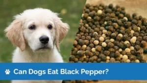 Is Black Pepper Bad for Dogs Understanding the Potential Risks