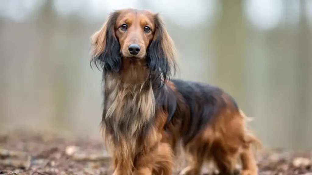 Long-Haired Dapple Dachshund - A Delightful and Unique Breed