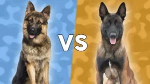 Malinois and German Shepherd Unraveling the Differences
