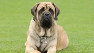 Pitbull Mastiff A Powerful and Gentle Giant